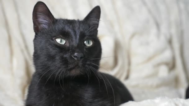 Gato negro con ojos verdes bajo una manta blanca mira a la cámara — Vídeos de Stock