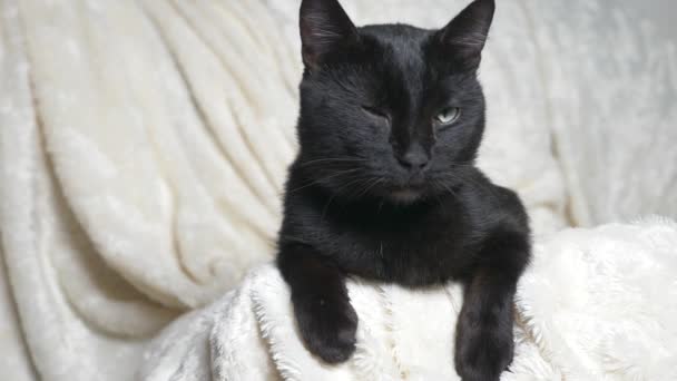 Black cat with green eyes under a white blanket looks at the camera — Stock Video