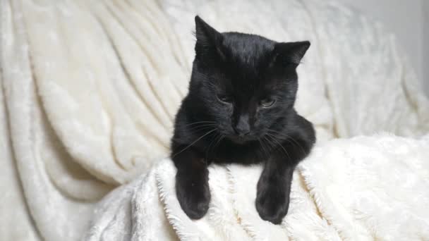 Gato Negro Con Ojos Verdes Bajo Una Manta Blanca Mira — Vídeos de Stock