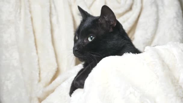 Chat noir avec des yeux verts sous une couverture blanche regarde la caméra — Video