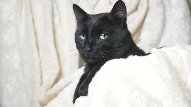 Zwarte kat met groene ogen onder een witte deken kijkt naar de camera — Stockvideo