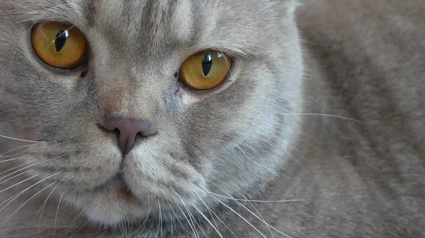 Närbild. vackra skotska fold grädde tabby slokörad med stora gula ögon. Söt rolig katt är liggande på soffan och tittar på kameran. — Stockfoto