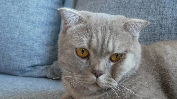 Chiudete. bella piega scozzese crema tabby lop-ear con grandi occhi gialli. carino divertente gatto è sdraiato su il divano e è guardando il fotocamera . — Foto Stock