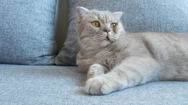 クローズ アップ 美しいスコティッシュ フォールド クリーム虎猫黄色の大きな目のスコティッシュフォールド かわいい面白い猫はソファに横たわっていると カメラを見ています — ストック写真