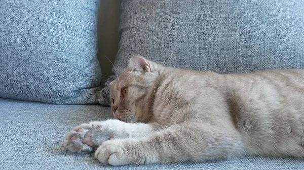 Fecha. belo escocês dobra creme tabby lop-eared com grandes olhos amarelos. Gato engraçado bonito está deitado no sofá e está olhando para a câmera . — Fotografia de Stock