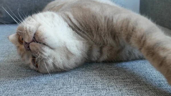 Chiudete. bella piega scozzese crema tabby lop-ear con grandi occhi gialli. carino divertente gatto è sdraiato su il divano e è guardando il fotocamera . — Foto Stock