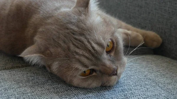 Fecha. belo escocês dobra creme tabby lop-eared com grandes olhos amarelos. Gato engraçado bonito está deitado no sofá e está olhando para a câmera . — Fotografia de Stock