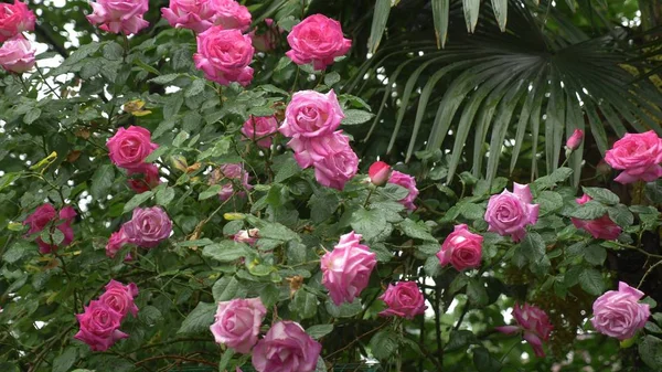 Stor buske med blommande rosa rosor för vertikala landskapsarkitektur mot bakgrund av palmblad. under regnet. — Stockfoto