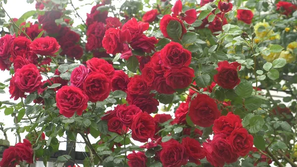 Großer Strauch mit blühenden roten Rosen für vertikale Gartenarbeit. nach dem Regen. — Stockfoto