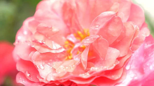 Close-up. uma flor de uma rosa aumentou depois de uma chuva . — Fotografia de Stock