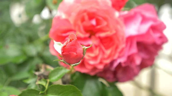 Szczelnie-do góry. kwiat pink rose po deszczu. — Zdjęcie stockowe