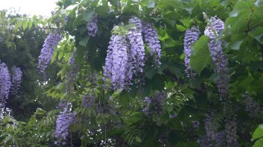 rüzgarda pembe wisteria çiçekler. Yaz akasya ağacı