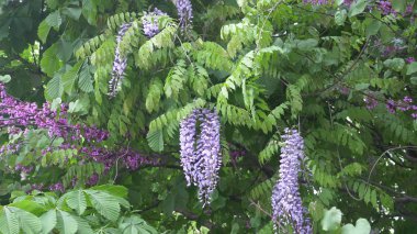 bahar çiçekleri. üzüm çiçek ve yaprakları menekşe wisteria ile. Gökyüzü bulutlar.