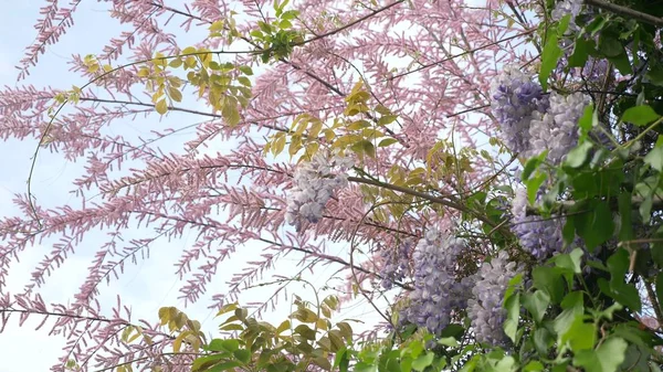 Grenar av en blommande rosa tamarix mot den blå himlen. — Stockfoto