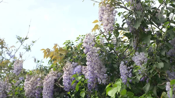 慢动作射击。春天的花朵。藤蔓与花和紫色紫藤叶。天空云. — 图库照片