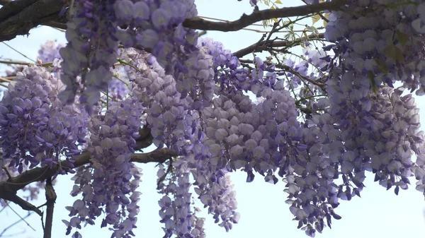 Slowmotion-skytte. våren blommar. vinstockar med blommor och blad av violett blåregn. Sky moln. — Stockfoto