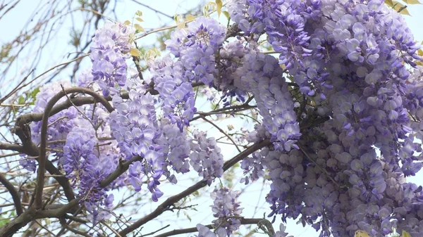 慢动作射击。春天的花朵。藤蔓与花和紫色紫藤叶。天空云. — 图库照片