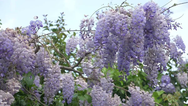 Slow-motion shooting. spring blossoms. vines with flowers and leaves of violet wisteria. Sky clouds. — Stock Photo, Image