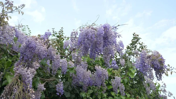 Slowmotion-skytte. våren blommar. vinstockar med blommor och blad av violett blåregn. Sky moln. — Stockfoto