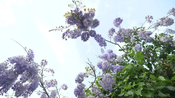 Slowmotion-skytte. våren blommar. vinstockar med blommor och blad av violett blåregn. Sky moln. — Stockfoto