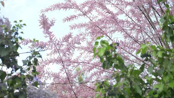 Ramos de um tamarix rosa florescente contra o céu azul — Fotografia de Stock