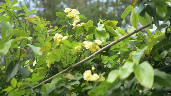 Gula rosenbuske, små blommor av en gul ros. — Stockfoto
