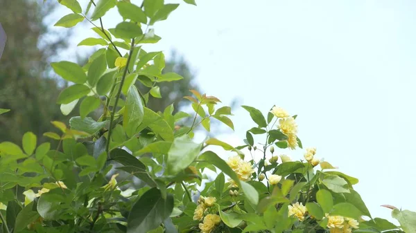 Gul rose busk, små blomster i en gul rose . - Stock-foto