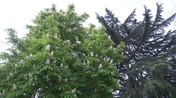 Blommande kastanj. Vackra blommor bland unga gröna blad. — Stockfoto