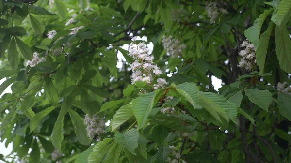 Blossoming chestnut. Beautiful flowers among young green leaves. — Stock Photo, Image