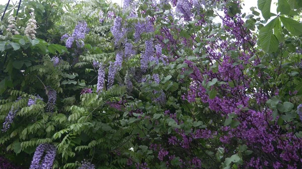 在风中的粉红色紫藤花。夏日金合欢树 — 图库照片