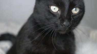 Beyaz bir battaniye altında yeşil gözlü siyah kedi kameraya görünüyor