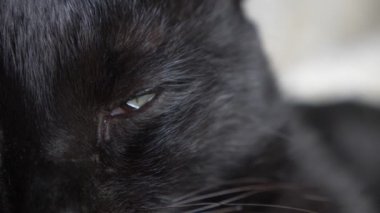 Beyaz bir battaniye altında yeşil gözlü siyah kedi kameraya görünüyor