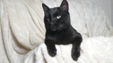 Beyaz bir battaniye altında yeşil gözlü siyah kedi kameraya görünüyor