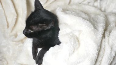 Beyaz bir battaniye altında yeşil gözlü siyah kedi kameraya görünüyor