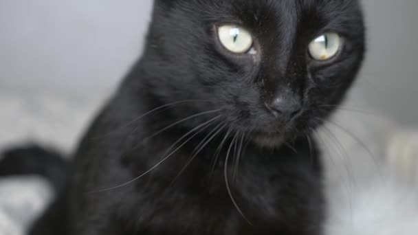 Черный кот с зелеными глазами под белым одеялом смотрит в камеру — стоковое видео