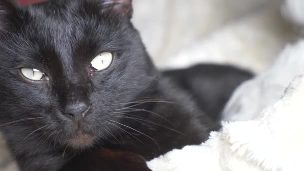 Schwarze Katze mit grünen Augen unter einer weißen Decke blickt in die Kamera — Stockvideo