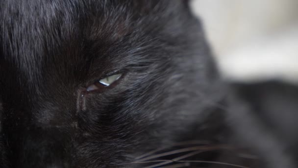 Chat noir avec des yeux verts sous une couverture blanche regarde la caméra — Video