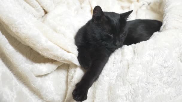 Μαύρη Γάτα Πράσινα Μάτια Μια Άσπρη Κουβέρτα Εξετάζει Φωτογραφική Μηχανή — Αρχείο Βίντεο