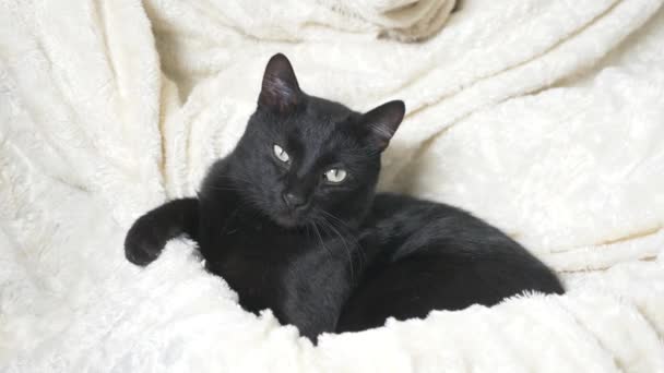 Black cat with green eyes under a white blanket looks at the camera — Stock Video