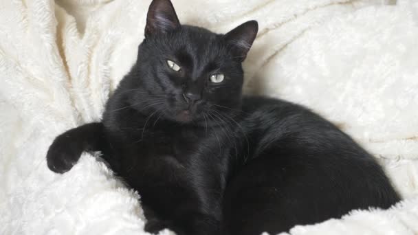 Gato negro con ojos verdes bajo una manta blanca mira a la cámara — Vídeos de Stock