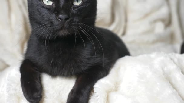 Chat noir avec des yeux verts sous une couverture blanche regarde la caméra — Video