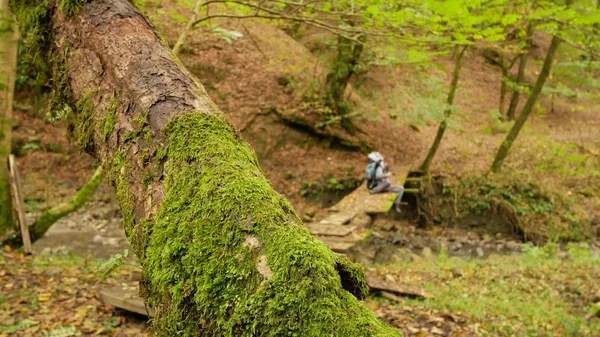 Een mannelijke toeristische kruist een rivier berg in een bos langs een omgevallen boom. Avonturen en extreem toerisme, het overwinnen van obstakels — Stockfoto