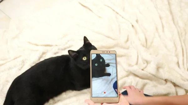 Il ragazzo scatta foto di un gatto nero sul suo smartphone. animali domestici. gatto . — Foto Stock