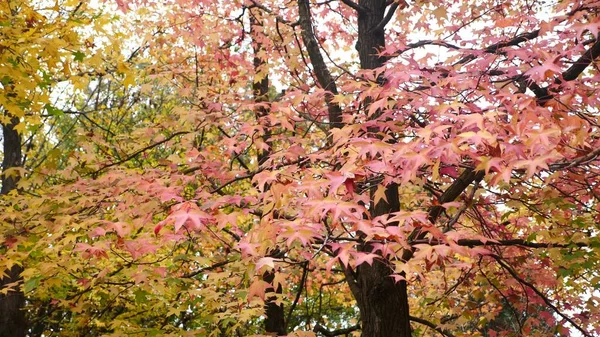 Maple Trees leaf. Red maple leaf with autumn colors. Beautiful background.