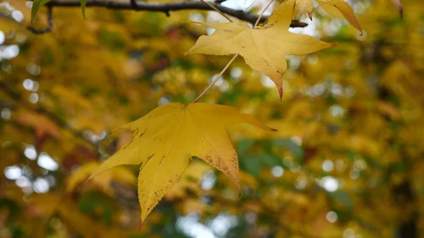 Maple Trees leaf . maple leaf with autumn colors. Beautiful background.