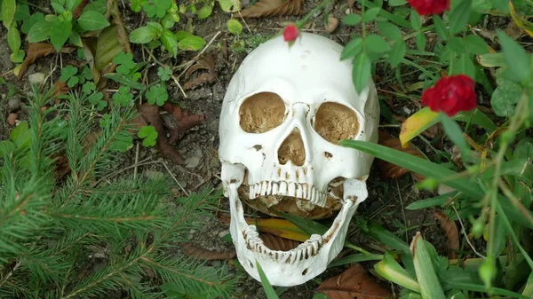 Schädel auf dem Gras zwischen den Rosen. Kopierraum — Stockfoto