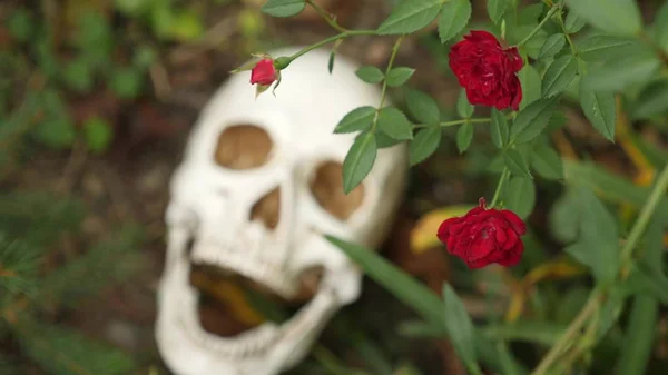 Crânio na relva entre as rosas. espaço de cópia — Fotografia de Stock