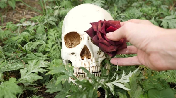 Les mains ont mis des roses bordeaux flétries dans les orbites du crâne. espace de copie — Photo