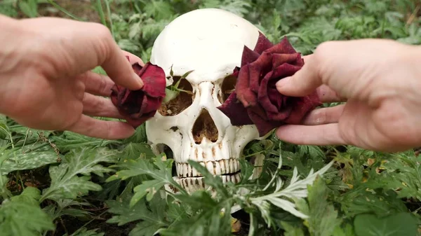 Les mains ont mis des roses bordeaux flétries dans les orbites du crâne. espace de copie — Photo