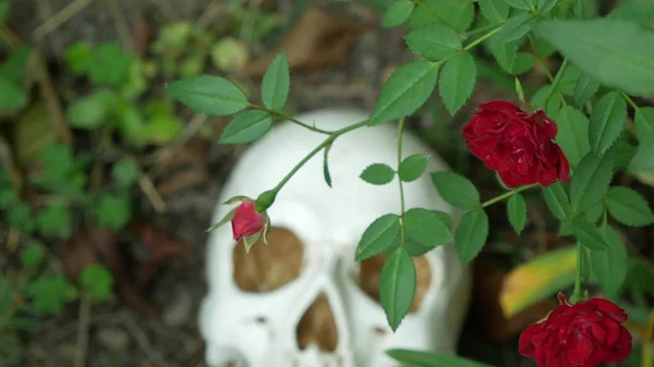 Crânio na relva entre as rosas. espaço de cópia — Fotografia de Stock